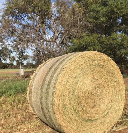 Alternative to Timing is everything for max silage and hay production