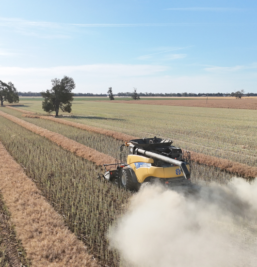 Harvesting canola