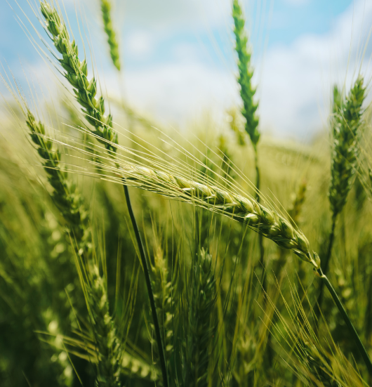 wheat heads