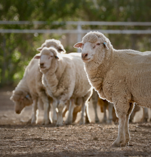 Climate smart mobile web header