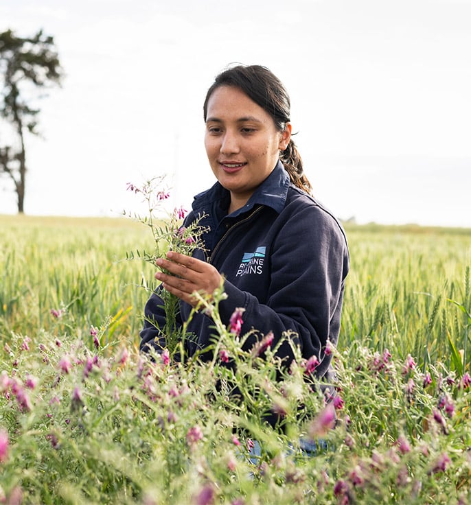 Companion cropping (featured) Sabita vetch