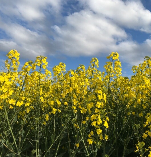 Crop diseases to watch out for this spring