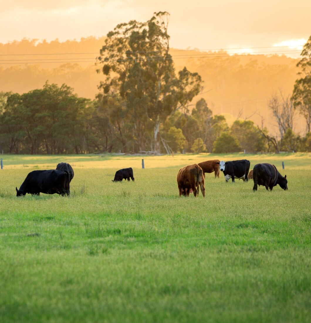 Drought resilient pasture systems - Feature