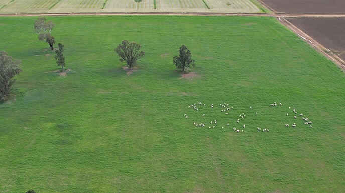 Drought-resilient-pastures-lucerne-demonstration