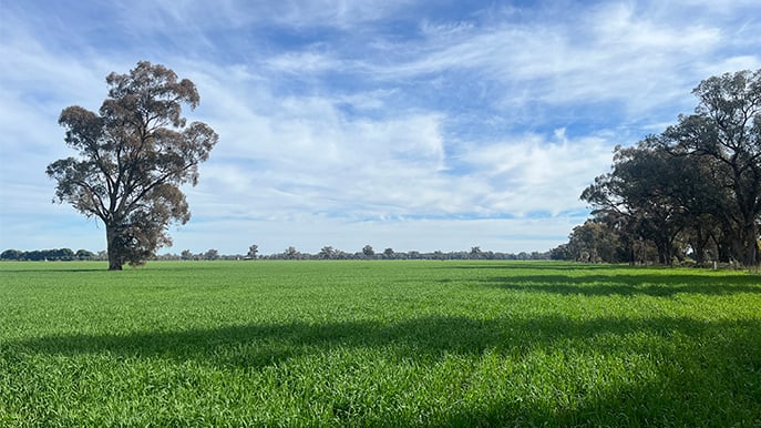 Early-sowing