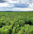 Faba beans diversity case study CSU