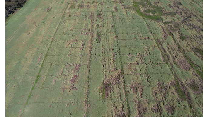 Figure 4 liming trial, showing lodged and rotten canola
