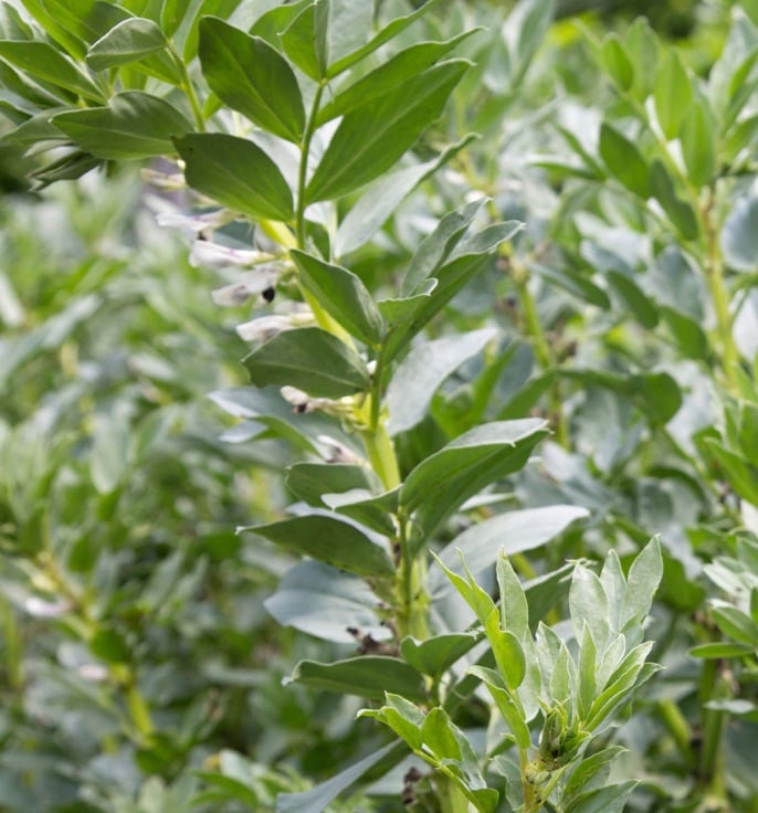GRDC Pulse Check - Teaser