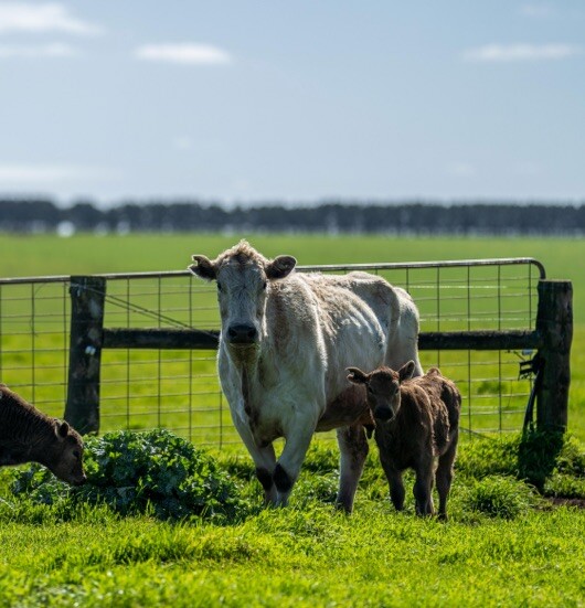 Grazing Young Forage Crops; Things To Look Out For