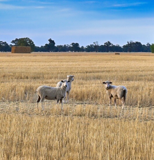 Grazing stubbles - key considerations