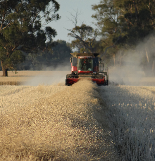 Harvesting-canola