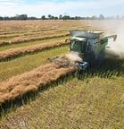 Howlong canola harvest