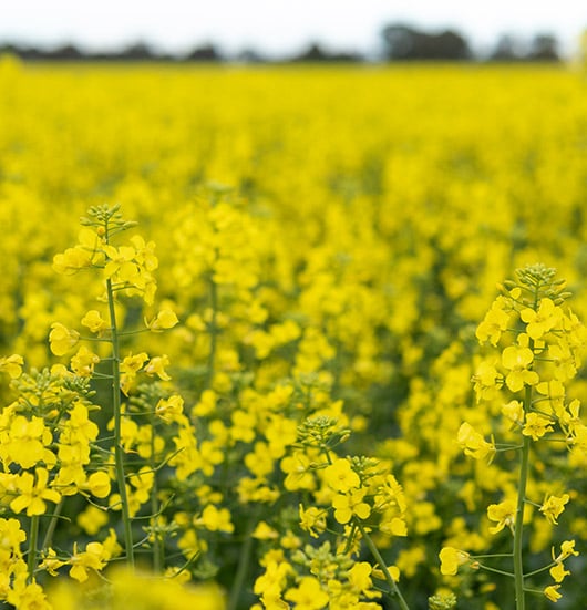 ISCC-&-canola