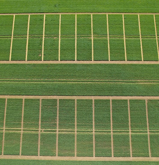 Liming trial Lilliput