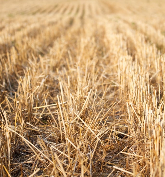 Link between cereal stubble, subsurface acidity and crown rot - Teaser-1