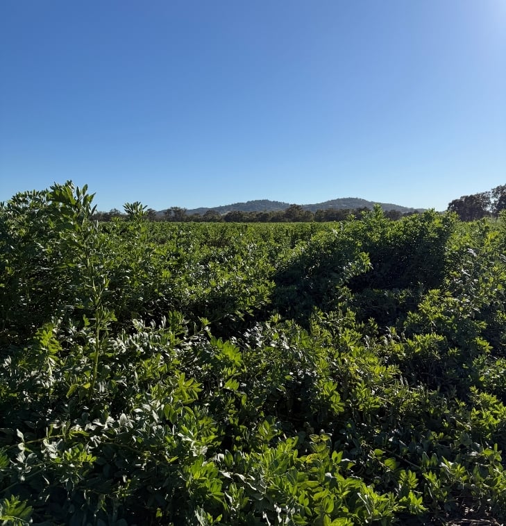 Lodged faba beans