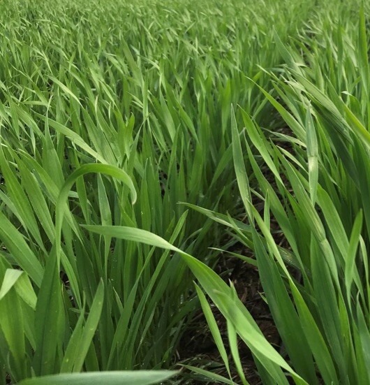 Making the most of dual purpose cereal crops