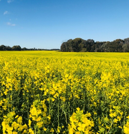 Managing sclerotinia