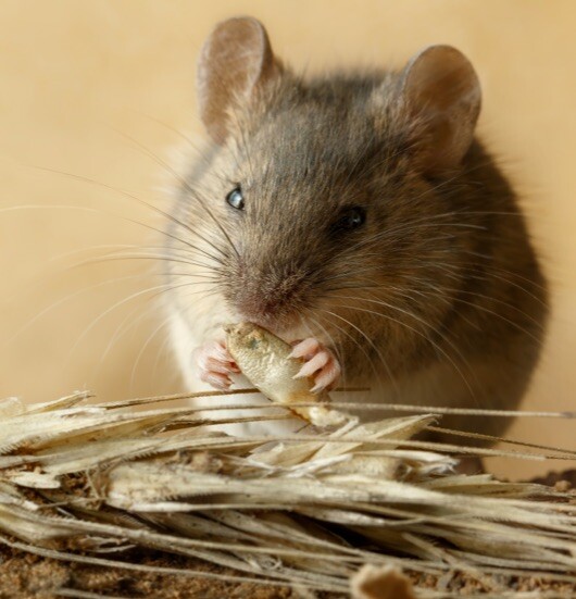 Protecting your crops from mice damage