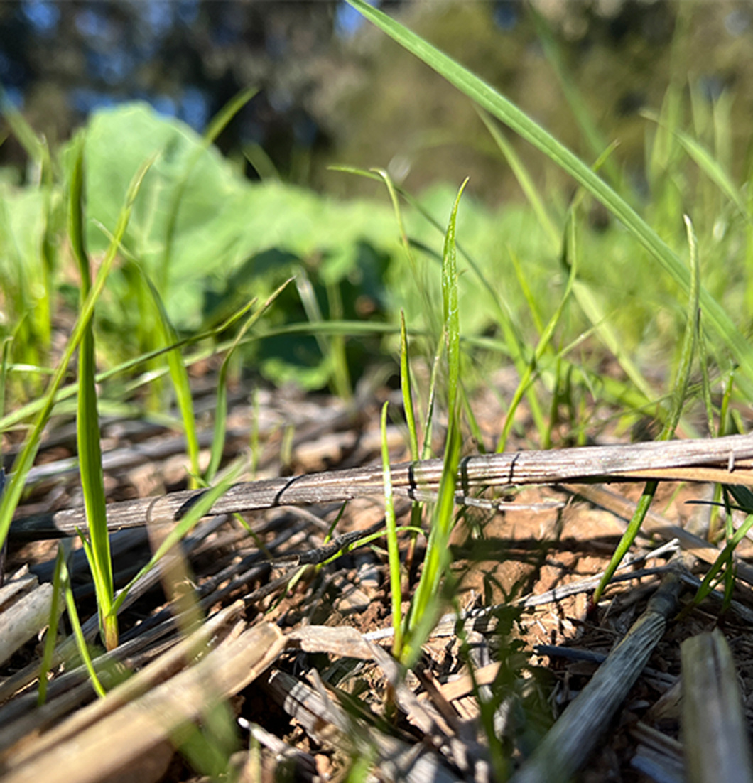 Ryegrass-in-canola
