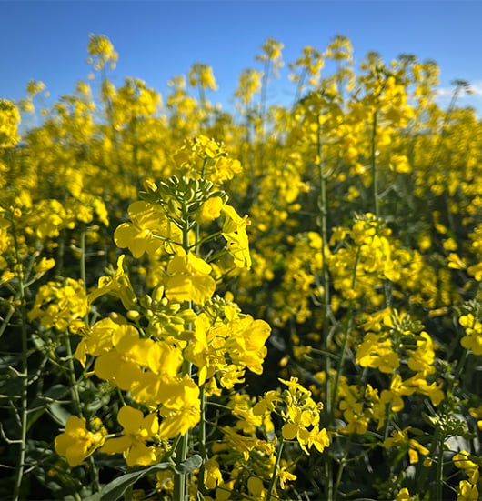 Spring canola 2026 530x551