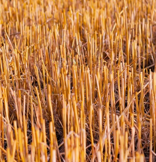 Stubble burning and the community