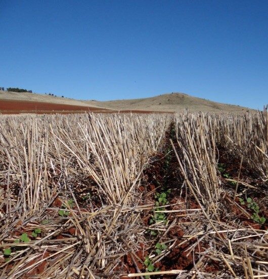 Stubble management at harvest reaps rewards at sowing