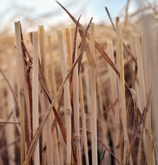 The Pros and Cons of Stubble Retention