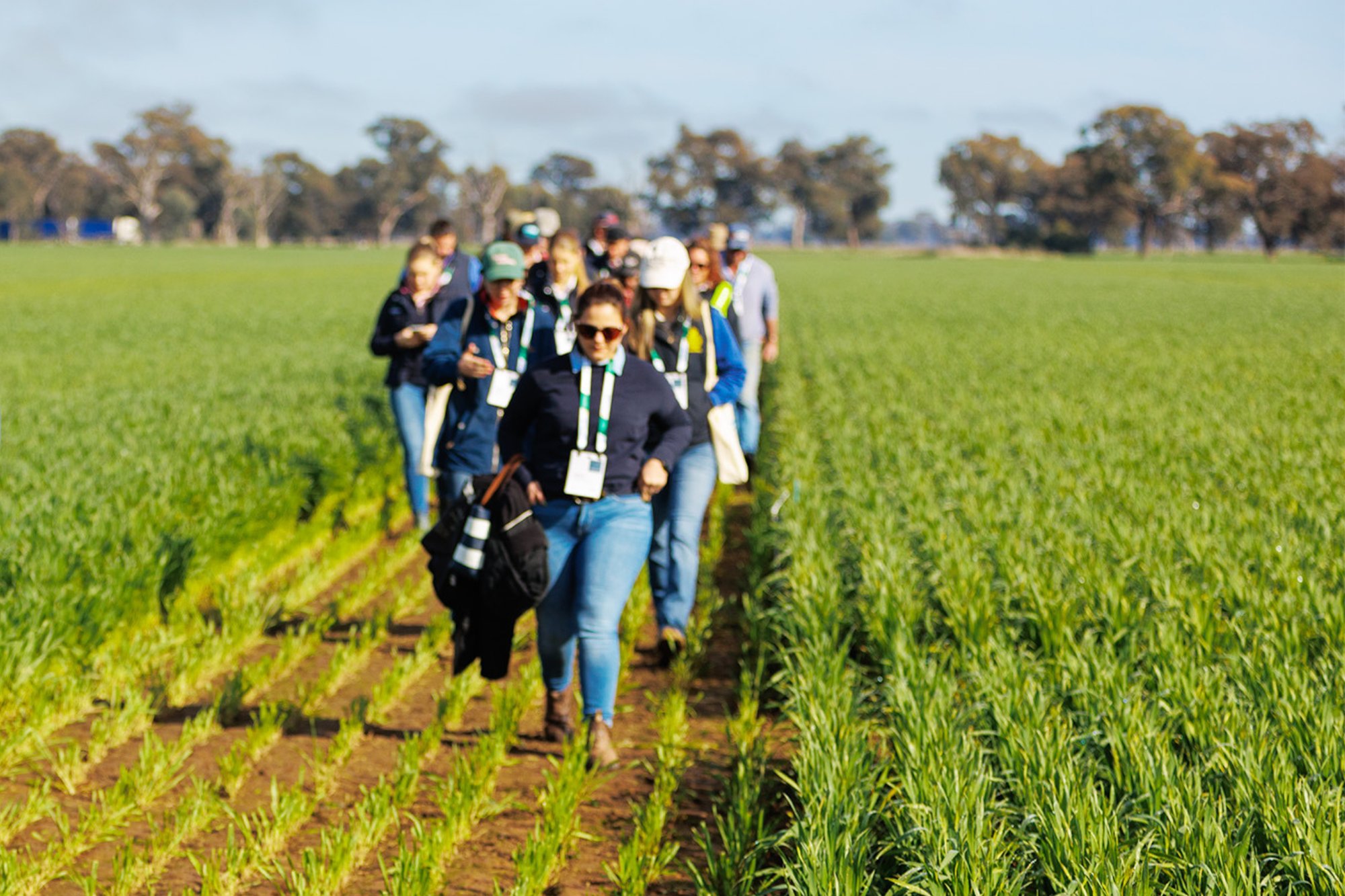 Large group in paddock