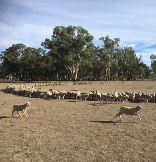 Using Stock containment areas to maximise production