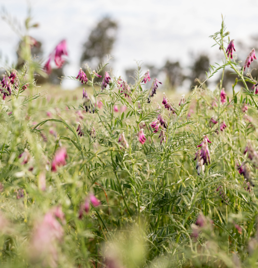 Vetch companion cropping