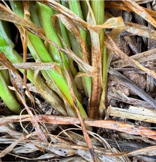 Close-up of wheat plants affected by Fusarium Crown Rot, showing yellowing and browning at the base, with decaying plant residue on the soil surface