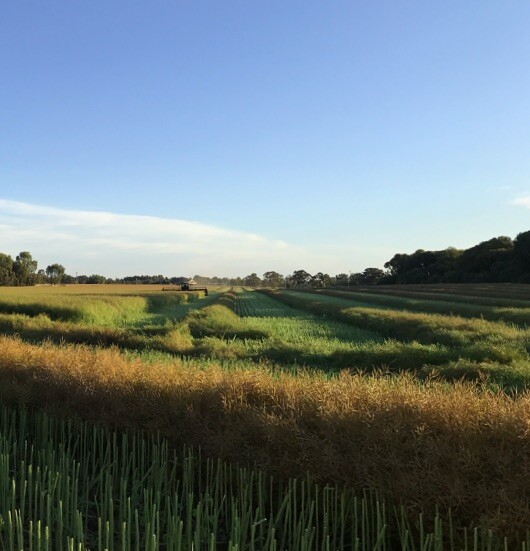 Windrowing vs direct heading canola-1