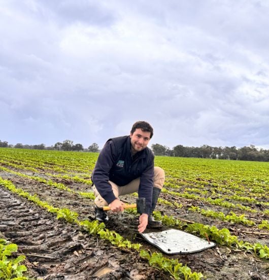 checking slugs in paddock