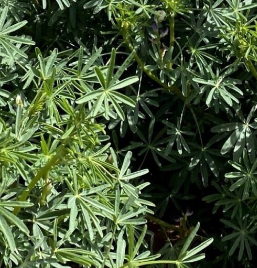 Broadleaf species-1