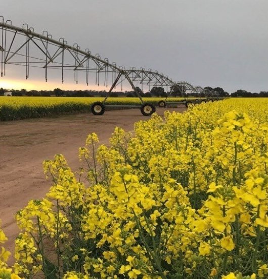 Canola in the field-1