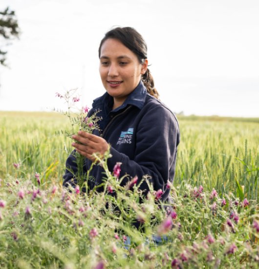 Companion cropping legumes-2
