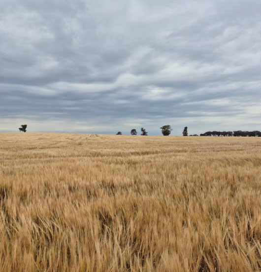 Crops in the field-1