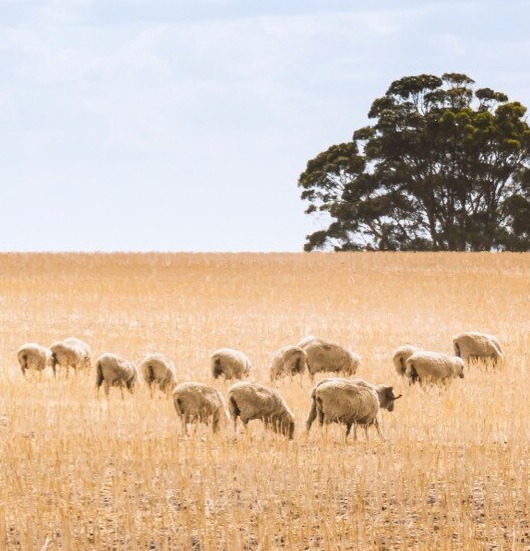 Sheep grazing