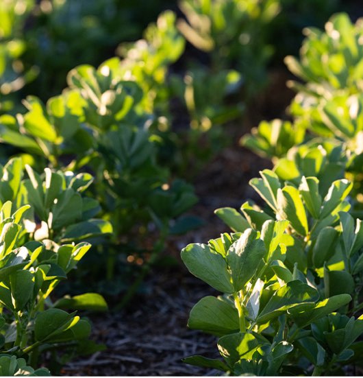 Faba beans in the field-2