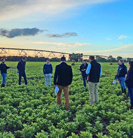 Faba beans irrigated-2