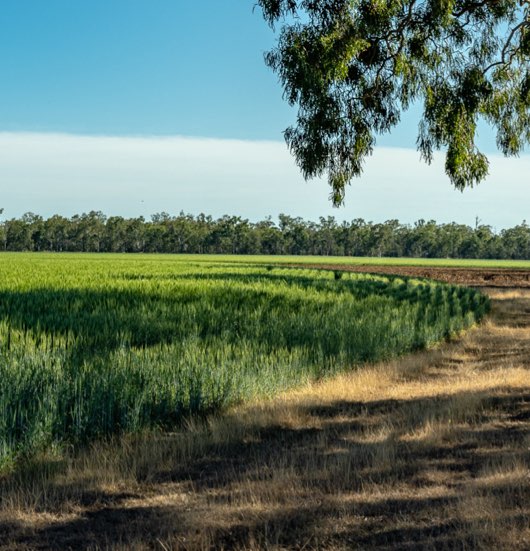 Hyper profitable crops-1
