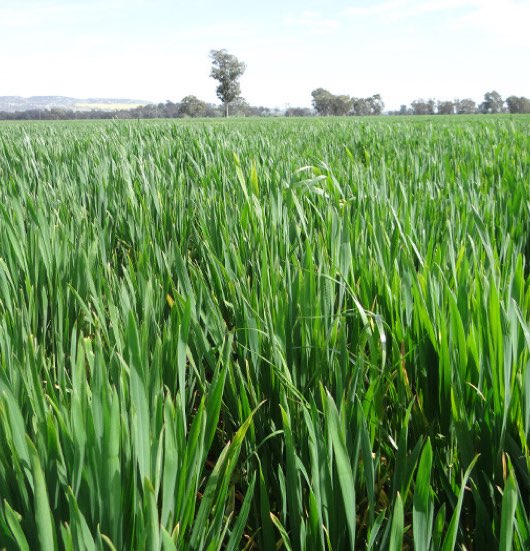 Hyper yielding crops-1