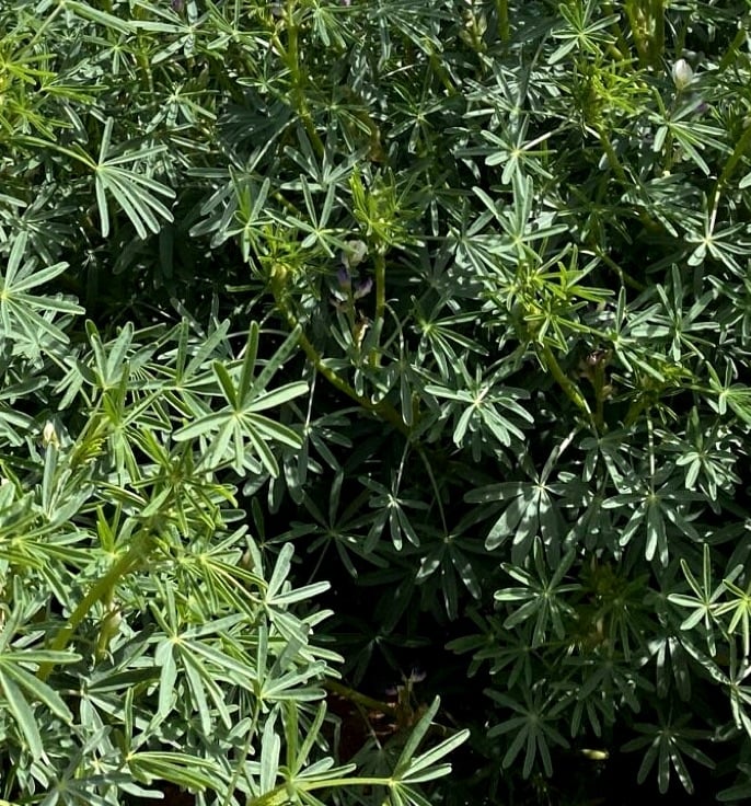 Facilitating increased on farm adoption of broadleaf species in crop ...