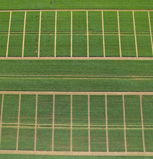 Liming trial Lilliput-2