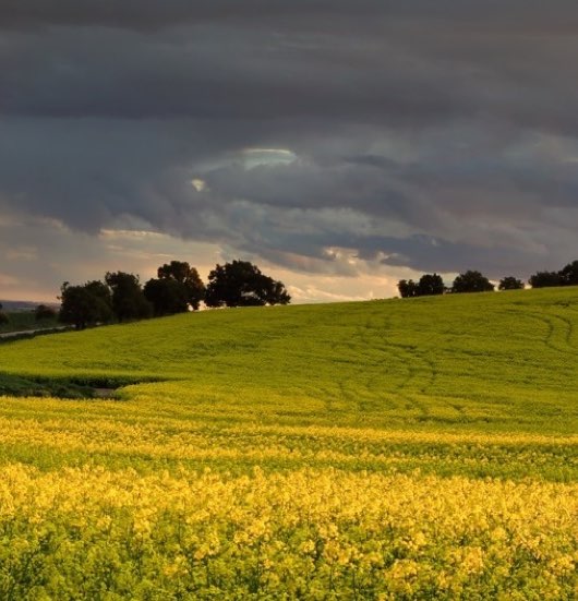 Optimising crop nutrition in canola-1