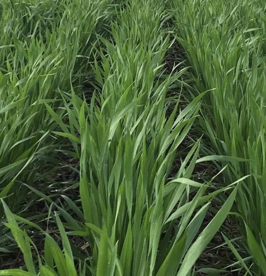 Redesign of broadacre farming systems of SE Australia - Teaser-1