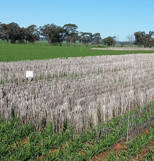 Retained stubble-1