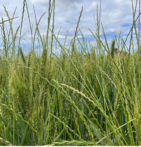 Ryegrass in wheat-1
