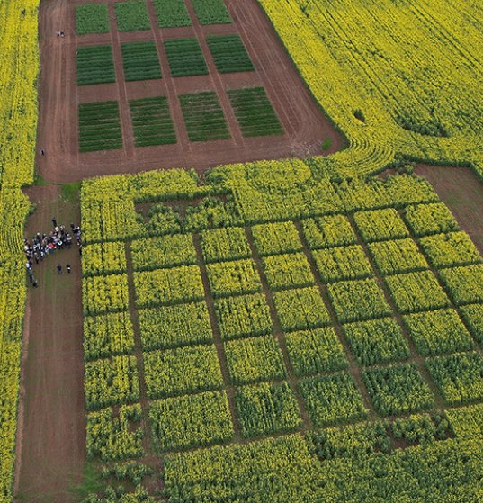 Ryegrass trial-1